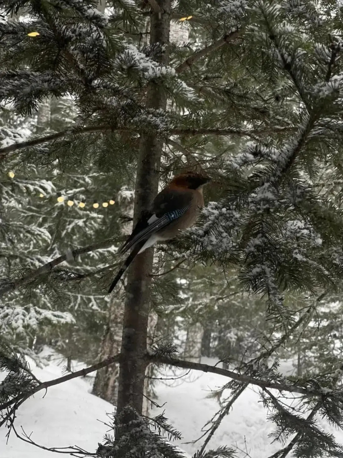 Гостевой дом в Шерегеше 2