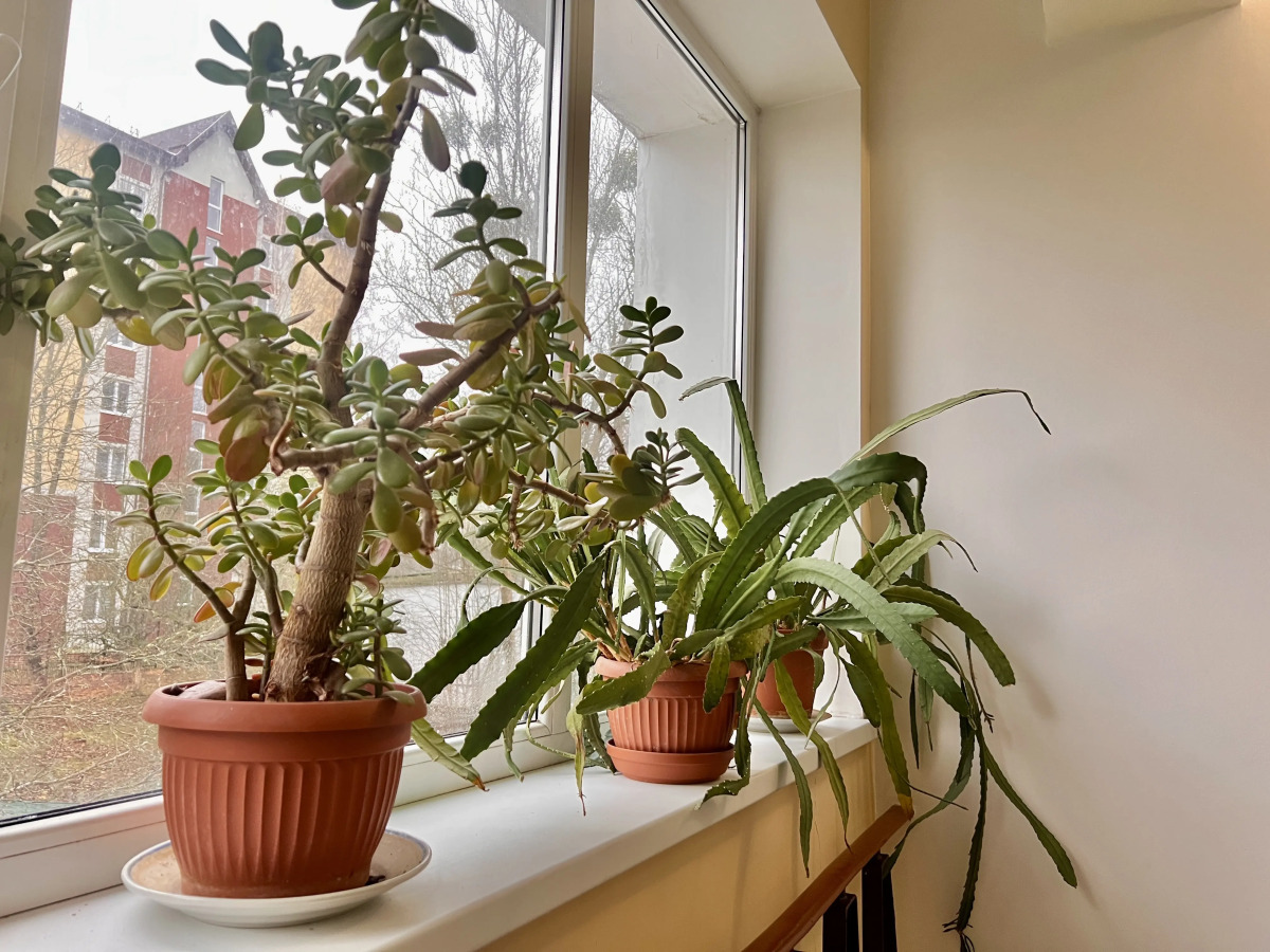 Гостиница Чайка