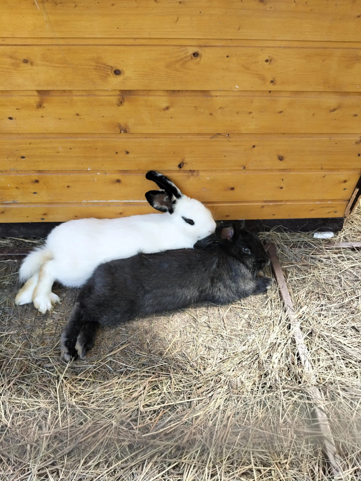 Частный Дом Уютный Домик в Лесу у Пруда