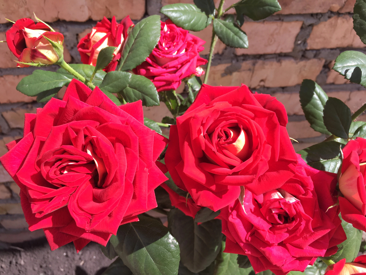 Гостевой Дом Марьяна