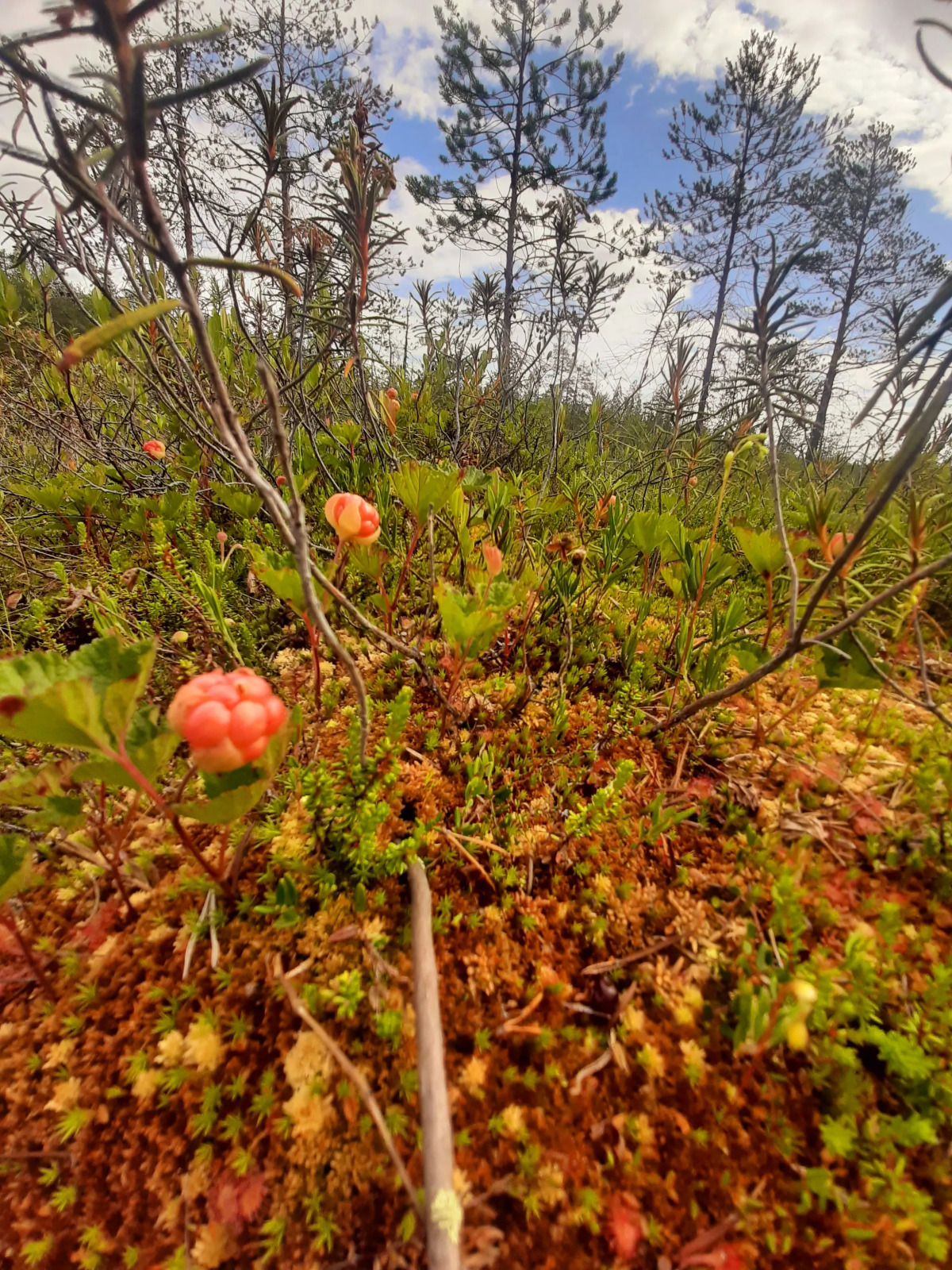 Отель Сегежа