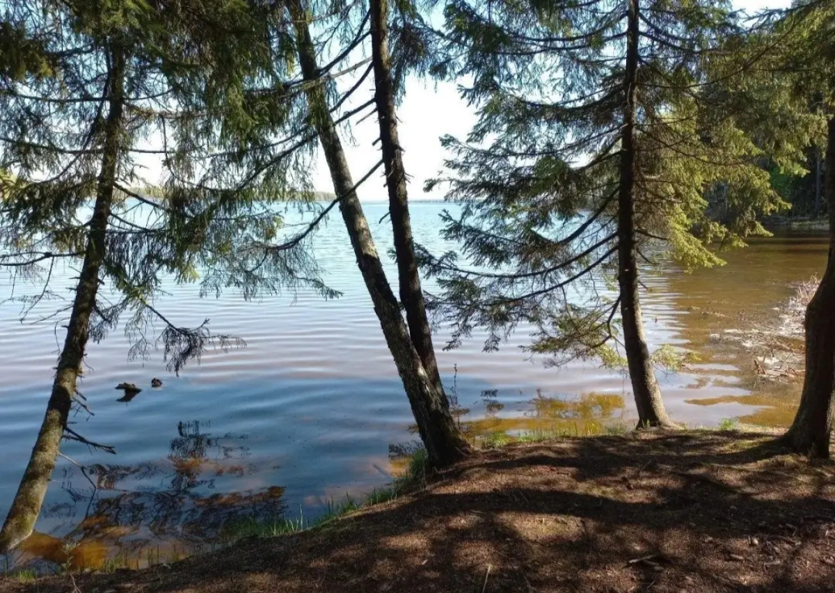 Частный дом Фиолетовое лето