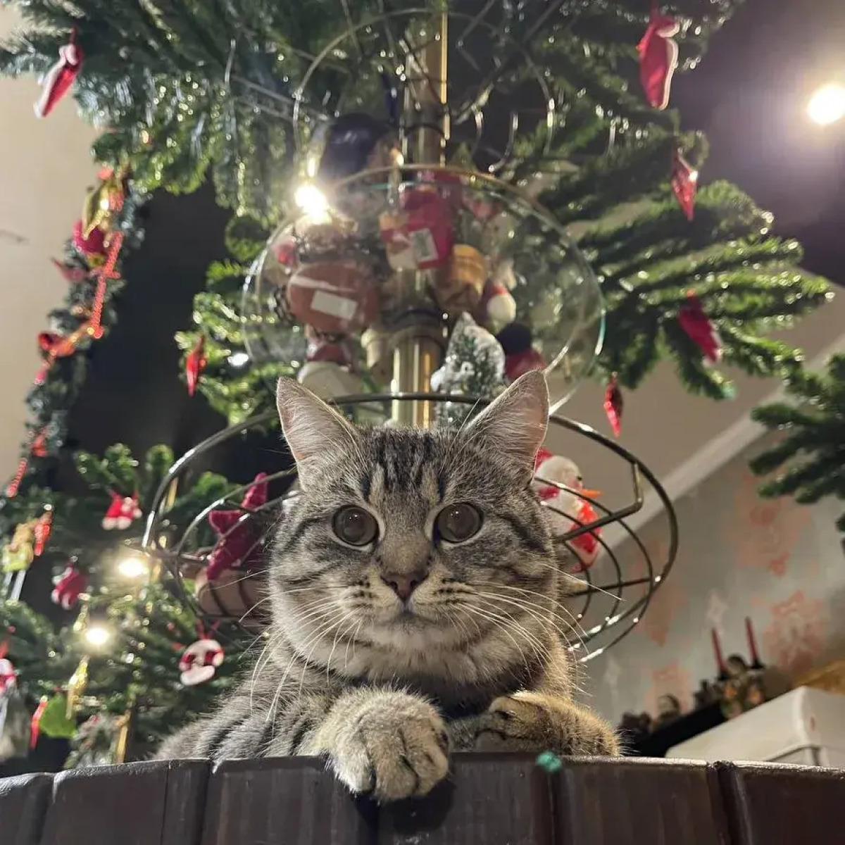 Шале Тихая Прохлада