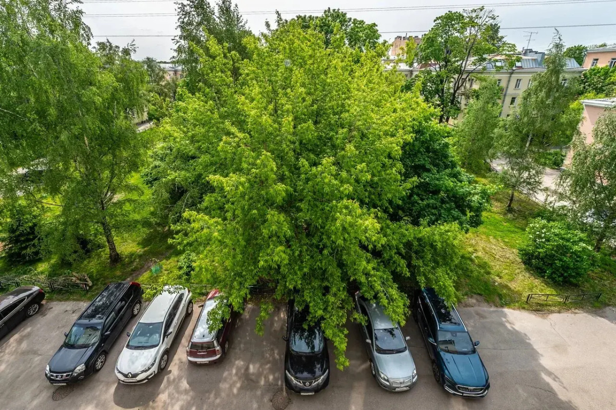 Квартира Уютная рядом с метро Черная речка