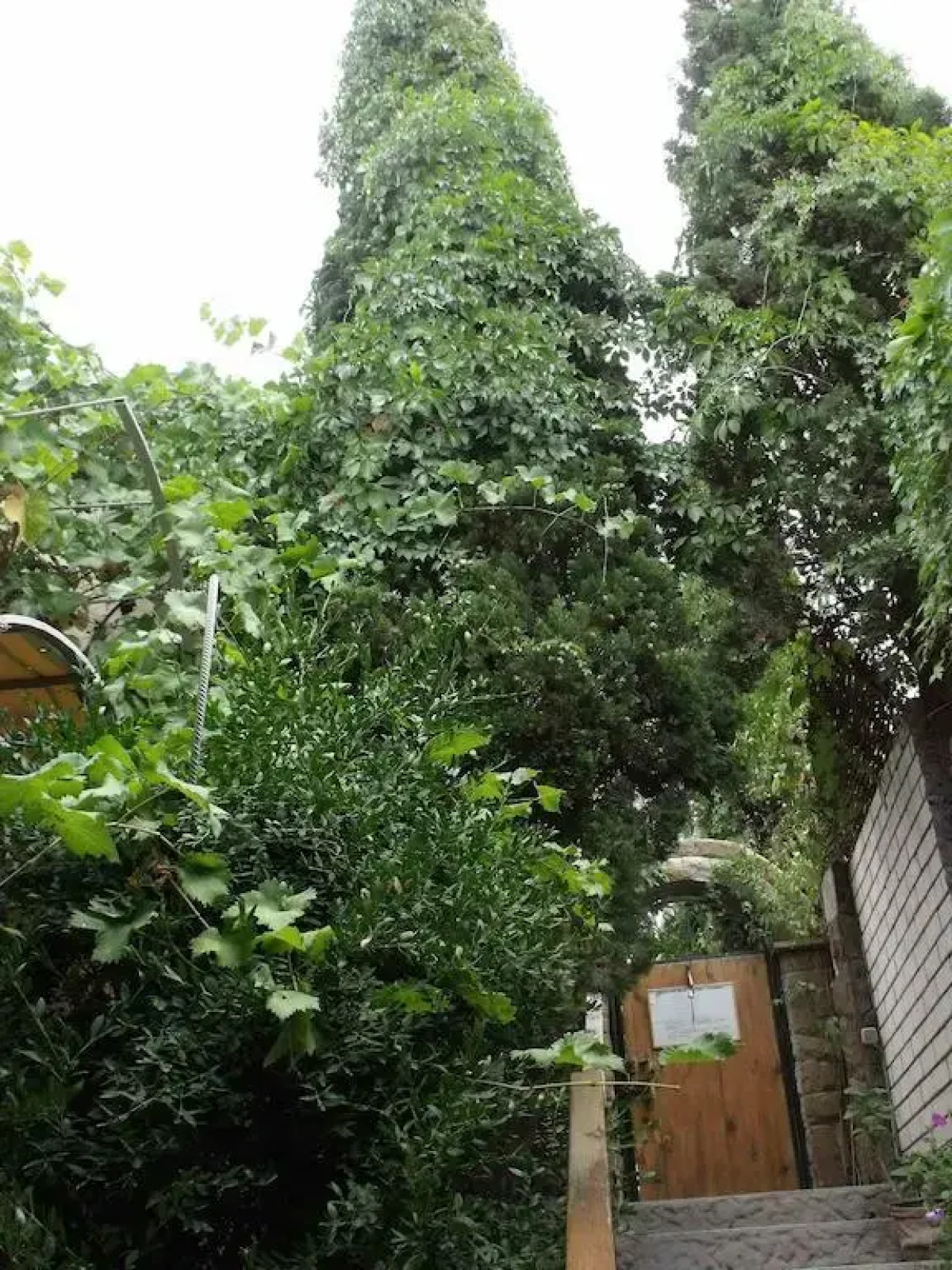 Гостевой дом Триера