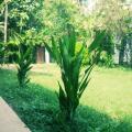 Mahawewa Nature Resort
