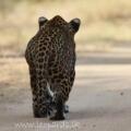 Ceylon Wild Safaris Yala
