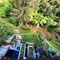 Arundina Cameron Highlands