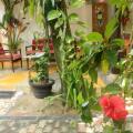 Dionis Villa