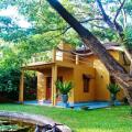 Raintree