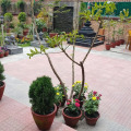 Image 13