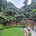 Arundina Cameron Highlands