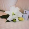 The 5 Elements Hotel