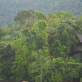 Permai Rainforest Resort