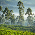 Ceylon Tea Trails