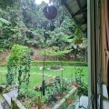 Arundina Cameron Highlands
