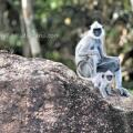 Ceylon Wild Safaris Yala
