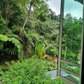 Arundina Cameron Highlands