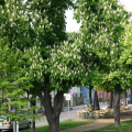 Image 17