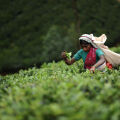 Ceylon Tea Trails
