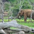 Mahoora Tented Safari Camp - Yala