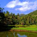 Raintree