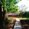 Raintree