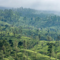 Langdale By Amaya Boutique Resort