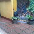 Grace Villa Bentota