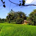 Raintree
