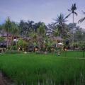 The Sankara Resort
