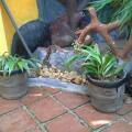 Grace Villa Bentota