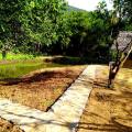 Raintree