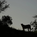 Image 14