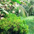Mahawewa Nature Resort