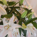 Image 23