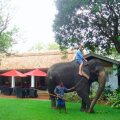 The Wallawwa