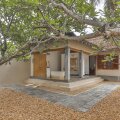 The Frangipani Tree By Edwards Collection