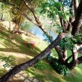 Raintree