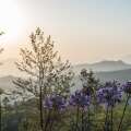 Goatfell Nuwara-Eliya