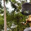 Capella Ubud