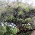 Saraii Village