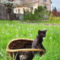 Image 37