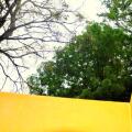 Raintree