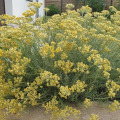 Image 22