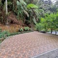 Arundina Cameron Highlands