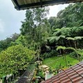 Arundina Cameron Highlands