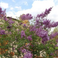 Image 29