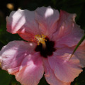 Image 27