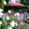 Image 15